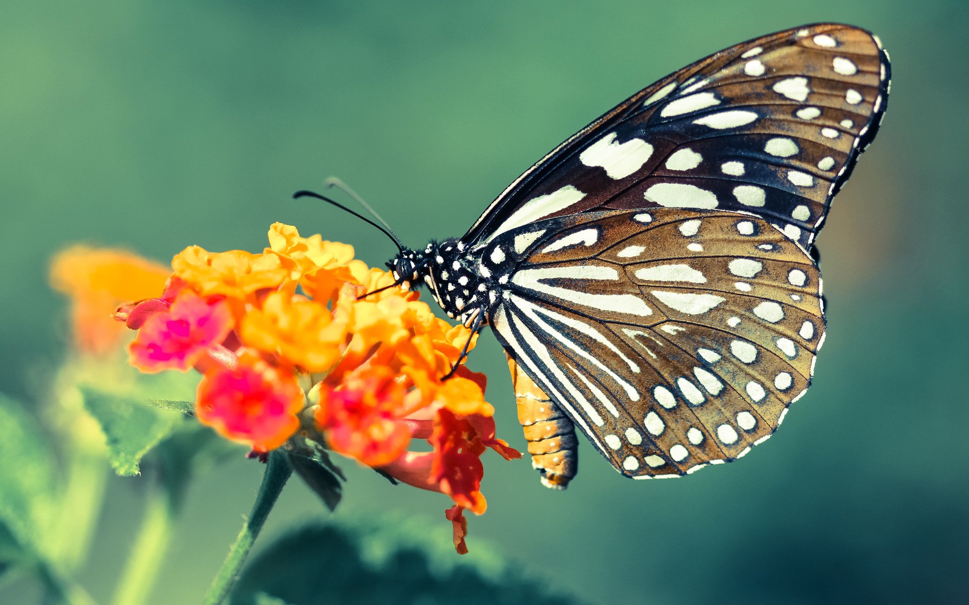 步行者横扫雷霆的背后，爱德华兹如何从得分手蜕变为关键先生？